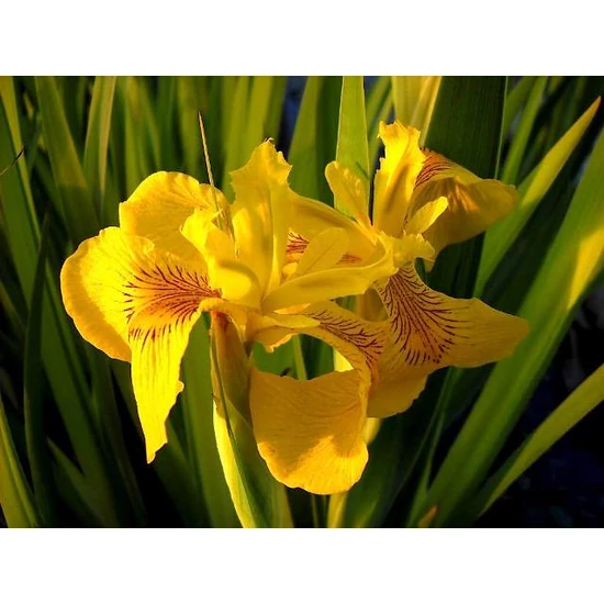 Mocsári nőszirom PSEUDACORUS VARIEGATA CS14  