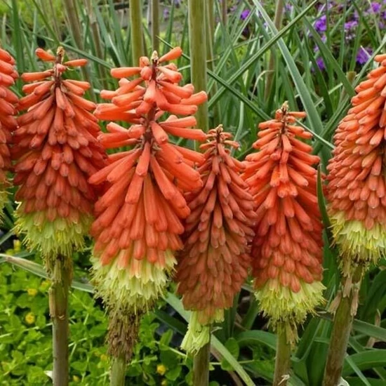Fáklyaliliom KNIPHOFIA FAJTÁK CS15   
