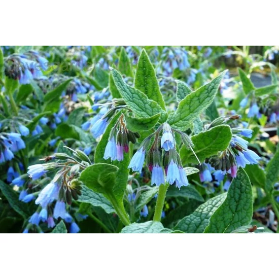 Nadálytő CAUCASICUM AZUREUM CS14  