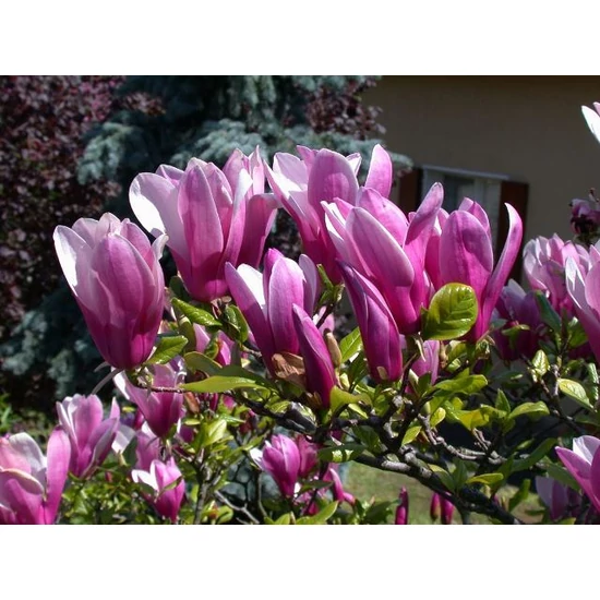 Liliomfa    MAGNOLIA SUSAN T80 K25