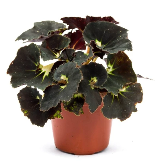 Begónia BEGONIA MAGIC FAJTÁK