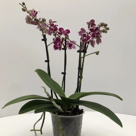 Lepkeorchidea