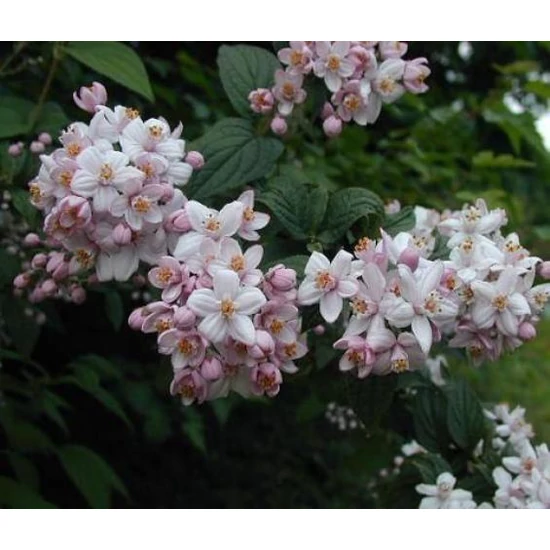 Gyöngyvirágcserje    DEUTZIA HYBRIDA MONT ROSE 50/60 K4,6