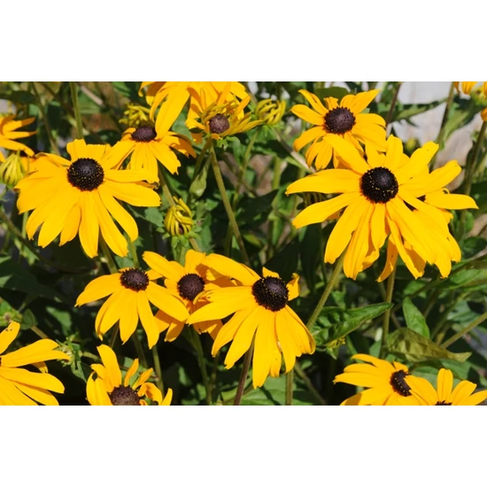 Borzas kúpvirág RUDBECKIA HIRTA CS19