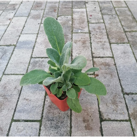 Tisztesfű STACHYS BYZANTINA CS9