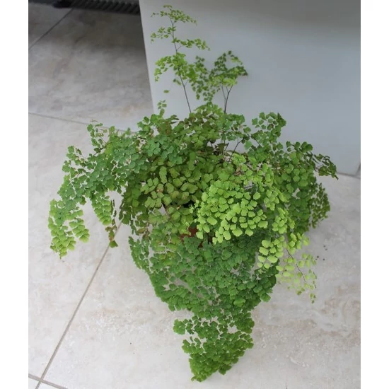 Vénuszfodorka ADIANTUM FRAGRANS CS12