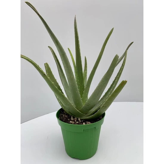 ALOE VERA K1,5    
