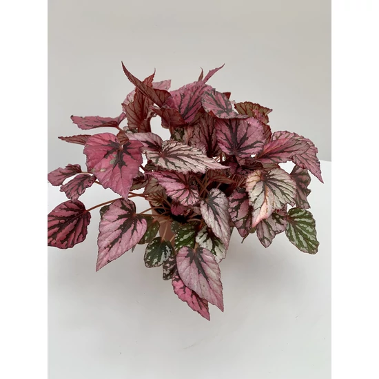 Levélbegónia BEGONIA BLAD PURPLE BLUSH CS17