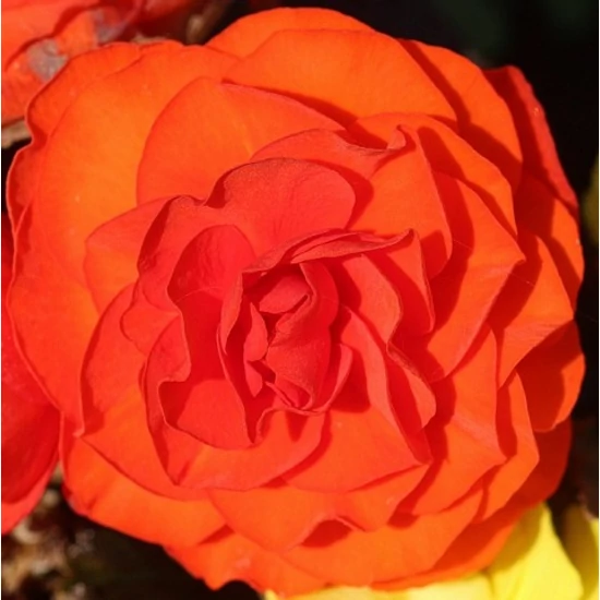 Begónia BEGONIA DOUBLE WHITE CS14