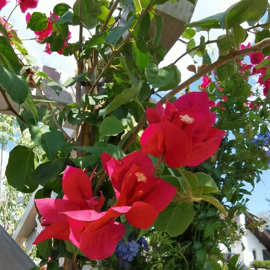 Murvafürt   BOUGAINVILLEA CALIFORNIANA PIRAMIS K3