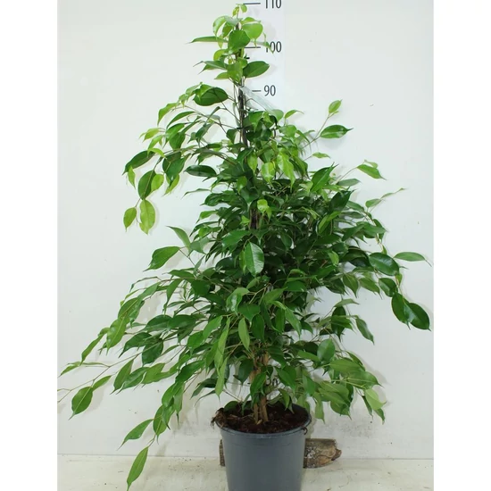 Csüngőágú fikusz EXOTICA CS21   