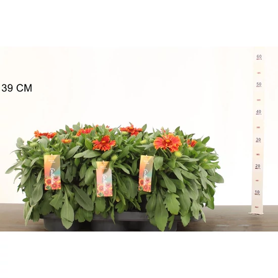 Kokárdavirág GAILLARDIA SPINTOP ORANGE HALO CS17