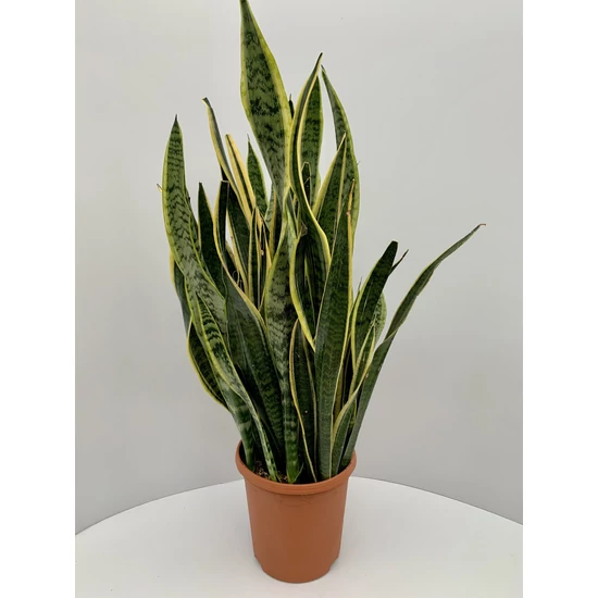 Anyósnyelv SANSEVIERIA TRIFASCIATA LAURENTII CS12