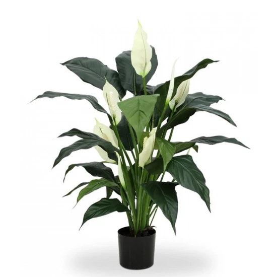 Vitorlavirág SPATHIPHYLLUM VERDI CS17