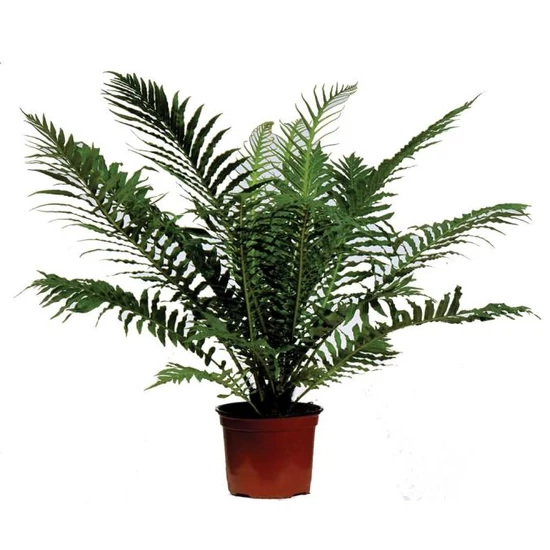 Erdei bordapáfrány BLECHNUM SILVER LADY