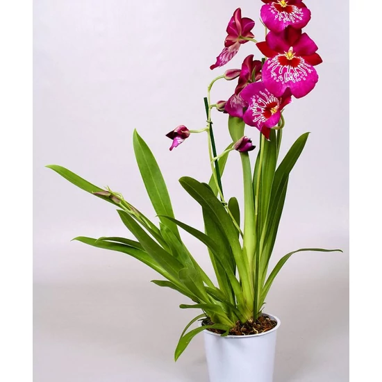 Árvácskaorchidea