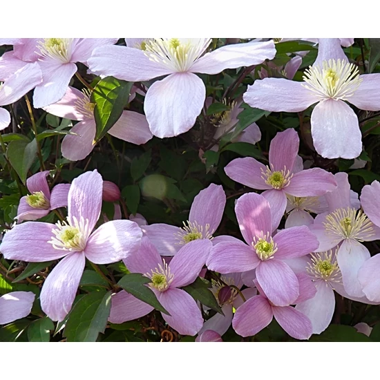Hegyi iszalag   CLEMATIS MONTANA 70CM CS14