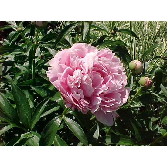 Bazsarózsa- sötét pink SARAH BERNHARDT K3  