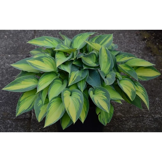 Árnyékliliom HOSTA FRANCEE K1,5  