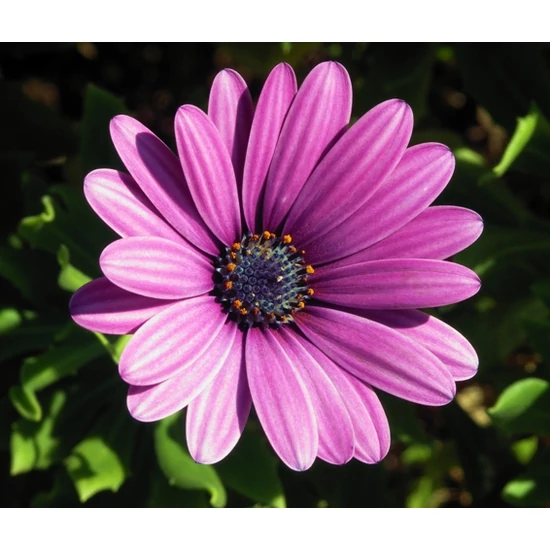 Afrikai aranyvirág OSTEOSPERMUM CS12