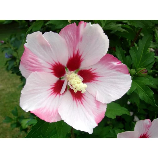 Kínai hibiszkusz