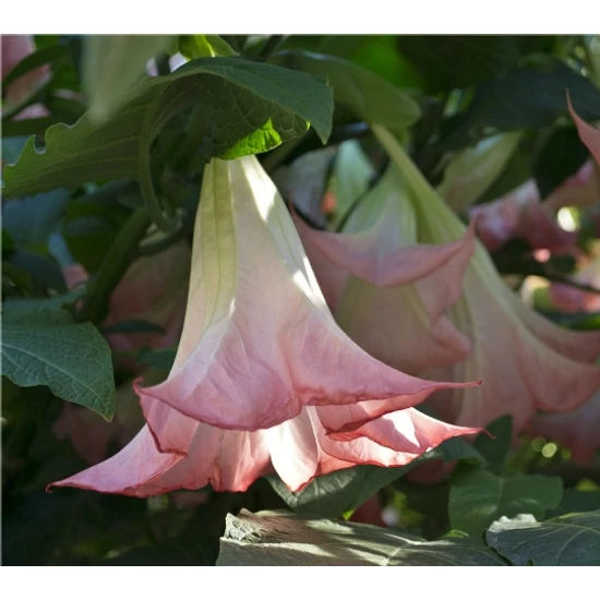 Angyaltrombita BRUGMANSIA SUAVEOLENS CS23