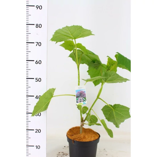 Nagylevelű császárfa PAULOWNIA TOMENTOSA 40/50 K4