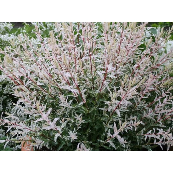 Japán fűz   SALIX INTEGRA FLAMINGO T60 CS19