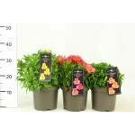 Inkaliliom   ALSTROEMERIA CS19