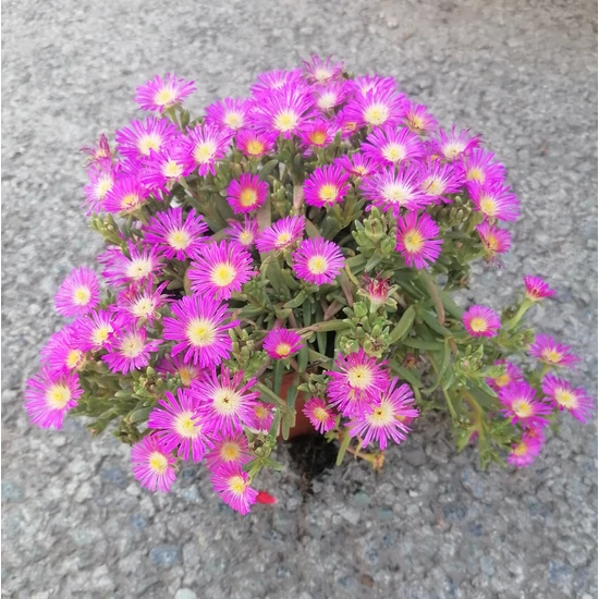 Kristályvirág DELOSPERMA FAJTÁK CS12