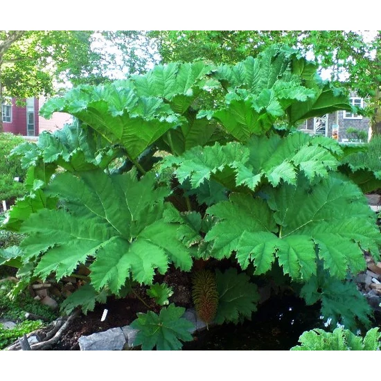 Brazíliai óriáslapu MANICATA 25/35CM K2  
