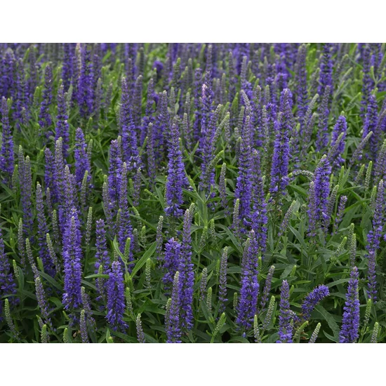 Macskafarkú veronika VERONICA SPICATA MOODY BLAU MAUVE CS15