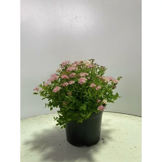 Gyöngyvessző SPIRAEA BUMALDA ANTHONY WATERER K2