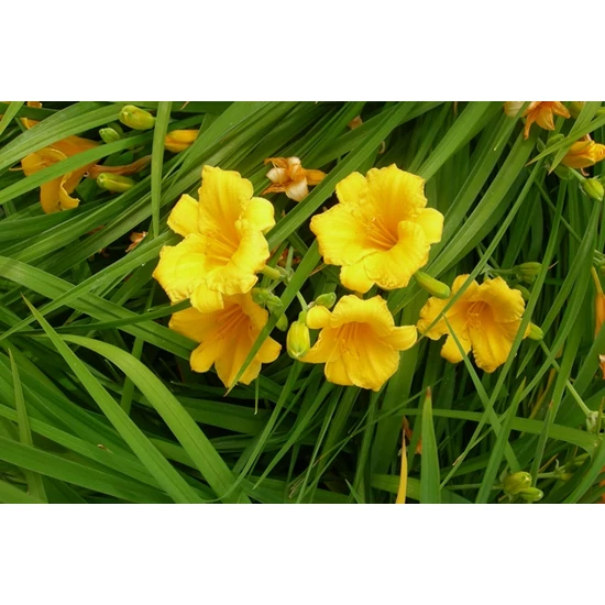 Hemerocallis 