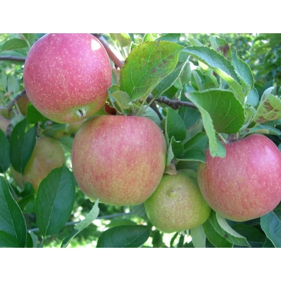 Braeburn alma Malus domestica