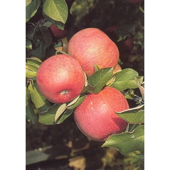 Fuji alma Malus domestica