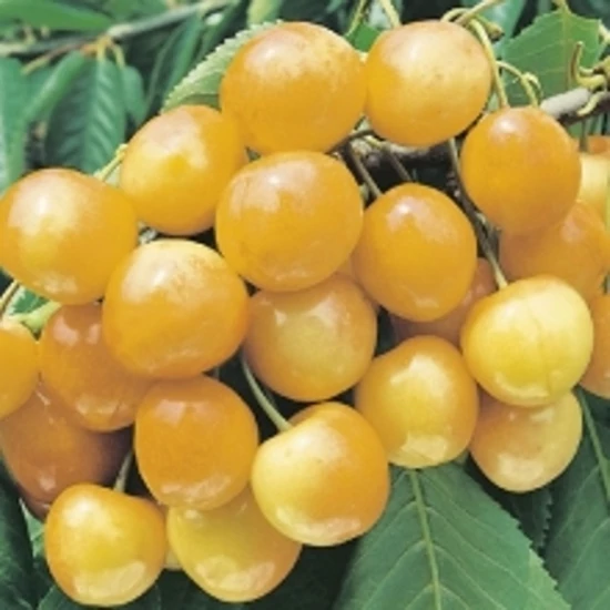 Sárga cseresznye PRUNUS AVIUM SÁRGA CSERESZNYE K10