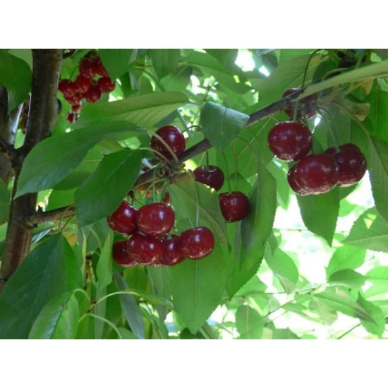 Érdi nagygyümölcsű meggy PRUNUS CERASUS ÉRDI NAGYGYÜMÖLCSŰ K10-12