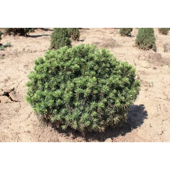 Törpe gömb cukorsüvegfenyő PICEA GLAUCA ALBERTA GLOBE 20/30*