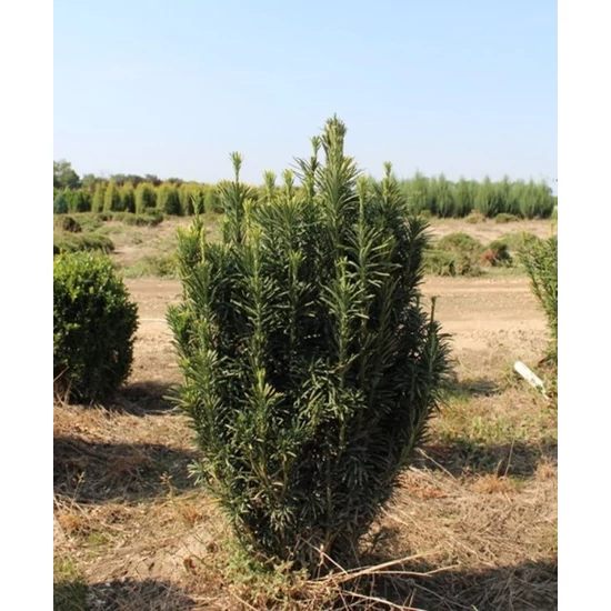 Mandzsu áltiszafa CEPHALOTAXUS HARRINGTONIA FASTIGIATA 40/60*