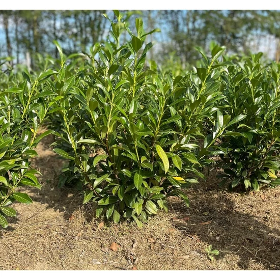 Kaukázusi babérmeggy PRUNUS LAUROCERASUS CAUCASICA 100/125*