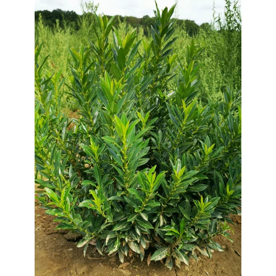 Babérmeggy PRUNUS LAUROCERASUS GAJO 20/40*