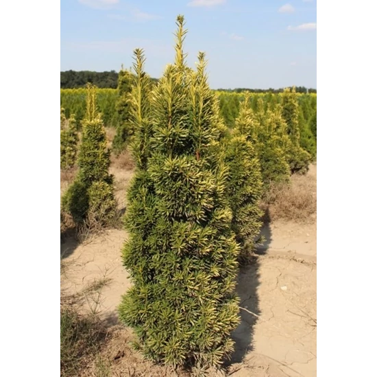 Arany oszlopos tiszafa TAXUS BACCATA DAVID 100/125*