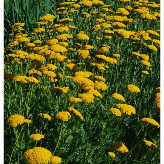 Jószagú cickafark ACHILLEA FILIPENDULINA PARKERS CS11