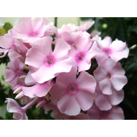 Bugás lángvirág PHLOX PANICULATA CS14