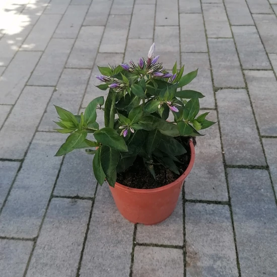 Bugás lángvirág PHLOX PANICULATA CS14