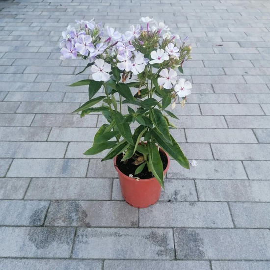 Bugás lángvirág PHLOX PANICULATA CS14