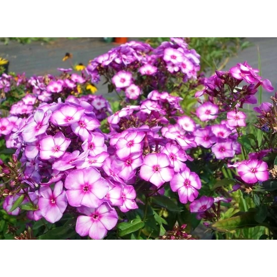 Bugás lángvirág SWEET SUMMER PURPLE BICOLOR CS14