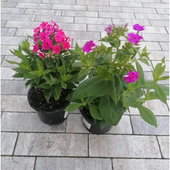 Bugás lángvirág PHLOX PANICULATA K1,5