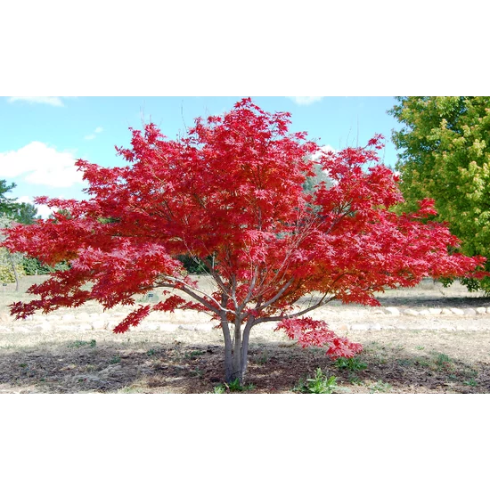 Japán juhar   ACER PALMATUM 40/50 K3,5